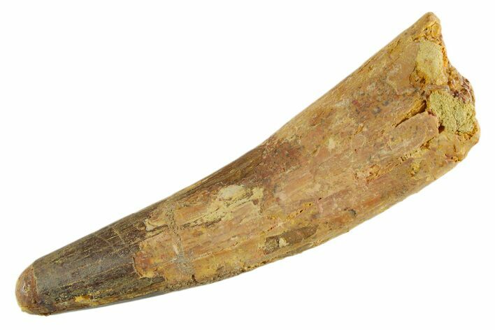 Fossil Spinosaurus Tooth - Real Dinosaur Tooth #347176